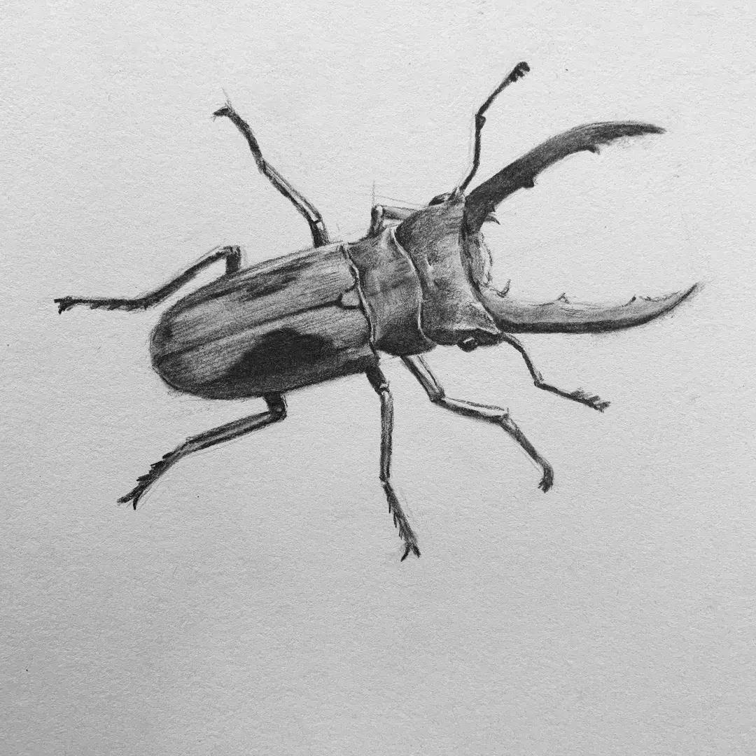 素描昆虫螳螂,甲壳虫素描图片简单画法