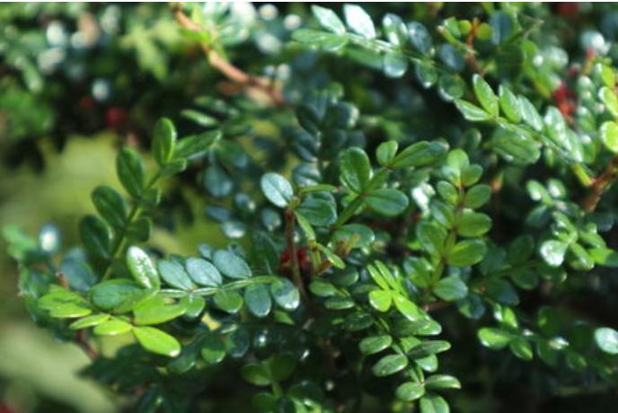 胡椒木盆景的养殖方法和技术图片,胡椒木盆景的造型都有哪些