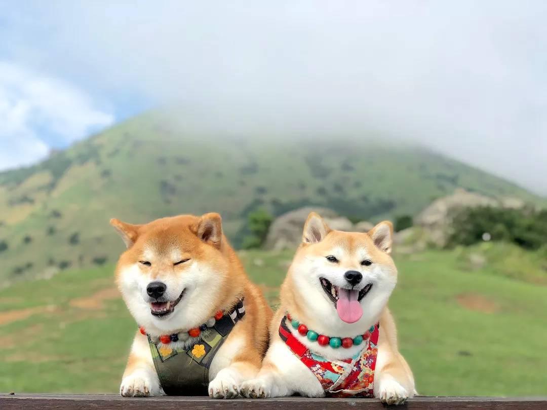 秋季狗狗发情，主人要做好这些事情