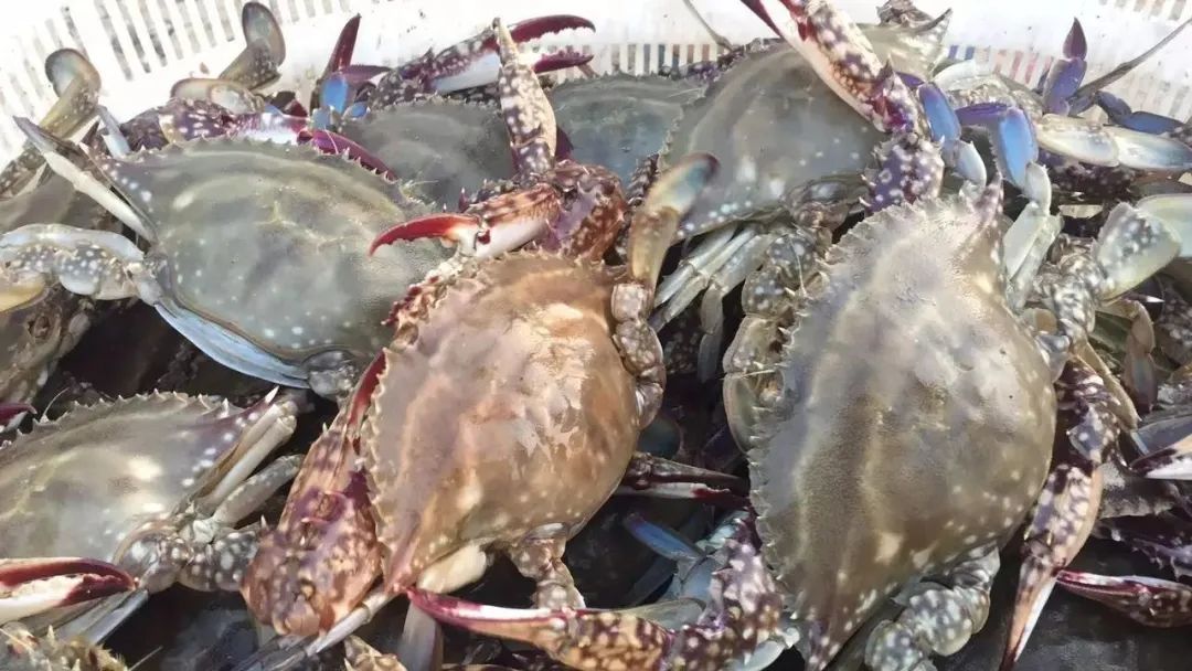 菜市场买了死螃蟹还能吃吗,超市买了冷冻活螃蟹死了能吃吗