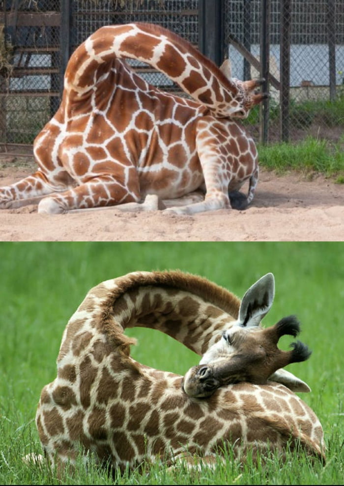 长颈鹿把狮子踢飞,长颈鹿踢飞5只狮子