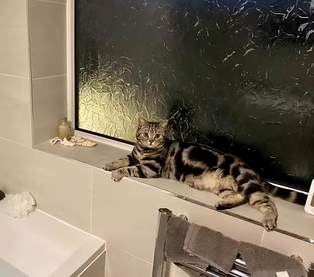 关于猫咪的可爱故事,可爱的小猫咪儿童故事