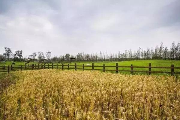 啥是休闲农业,创意休闲农业包括哪些