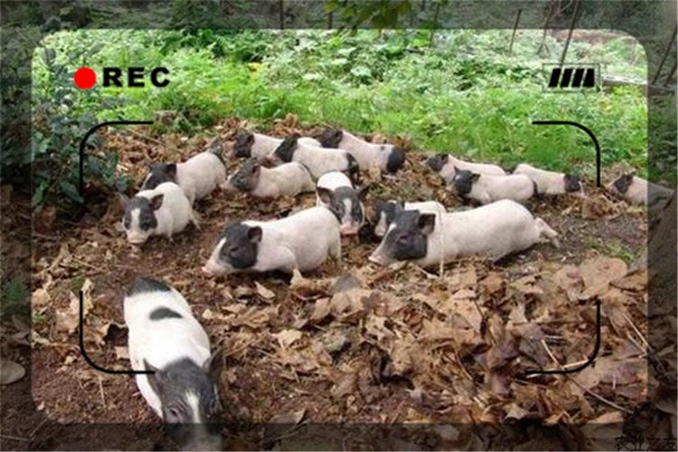 养殖香猪怎么样,饲养香猪的前景怎么样啊