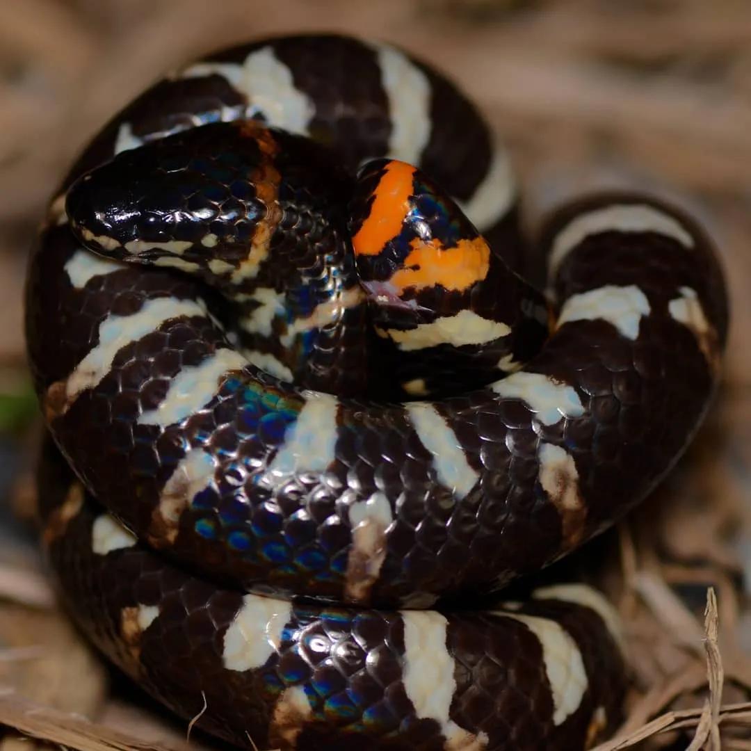 每天认识一条鱼,每天认识一种狗