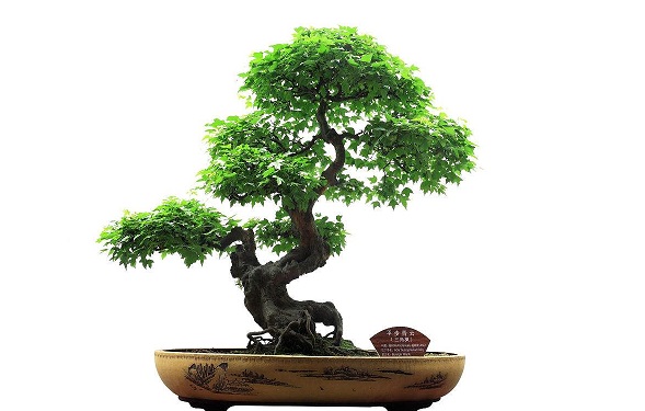 初学入门养花养什么植物,新手不懂的浇水方法