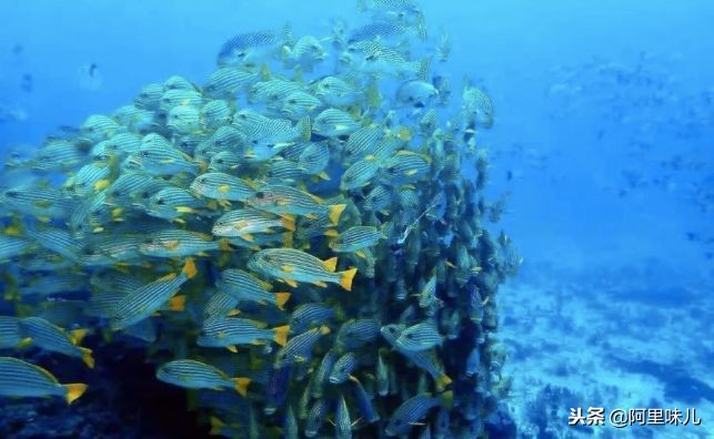 蚂蚁金服的一些项目,蚂蚁金服是怎么运作的