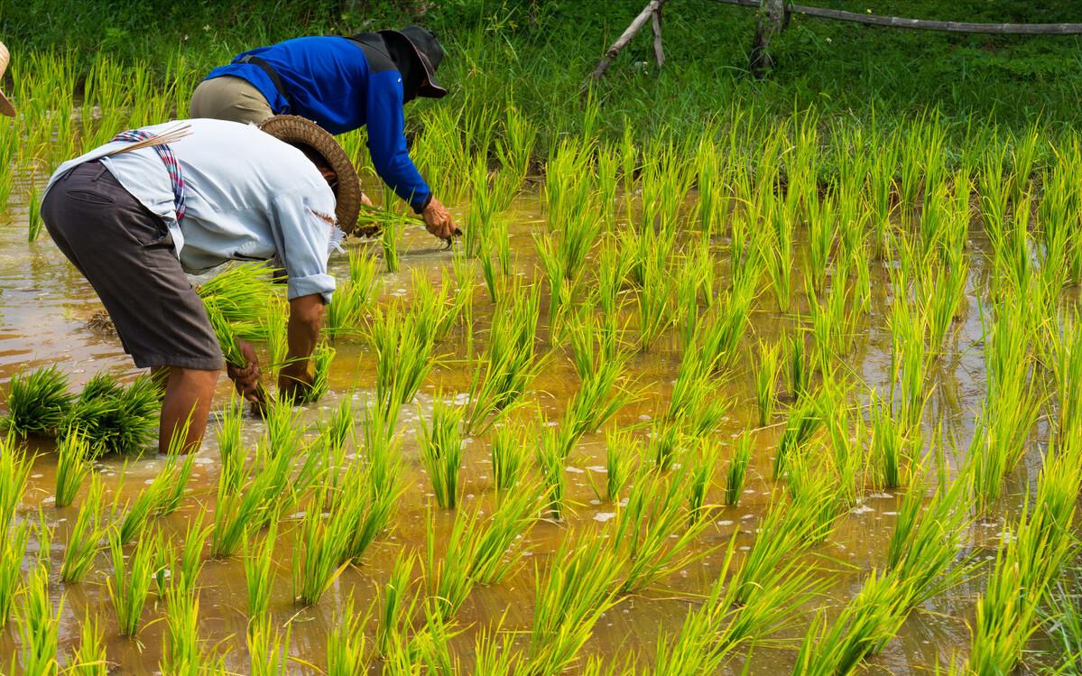 浙江大爷赚钱副业,浙江稻鳖养殖