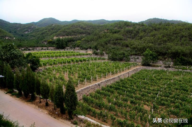 山西富利农业合作社,山西平定农业合作社