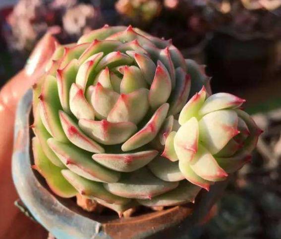 多肉叶片冬天起白粉怎么办,多肉植物煤烟病怎么治疗图片