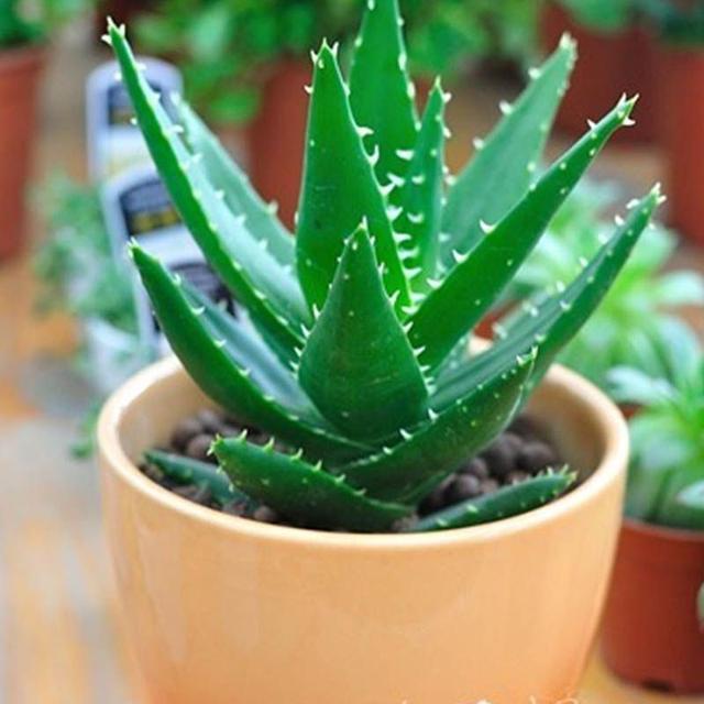 家里摆什么绿植比较好吸附甲醛,哪些盆栽吸附甲醛少一些