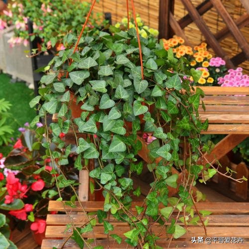 吸甲醛最好的10种花,什么花吸甲醛最好最快好养