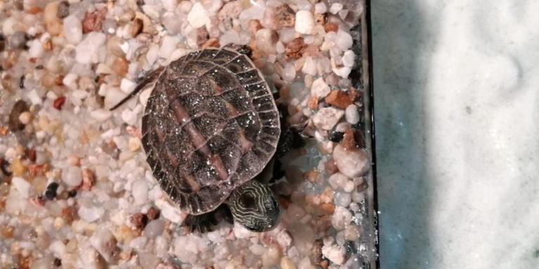 乌龟有臭味怎么消除,乌龟死后大概多久才会发出臭味