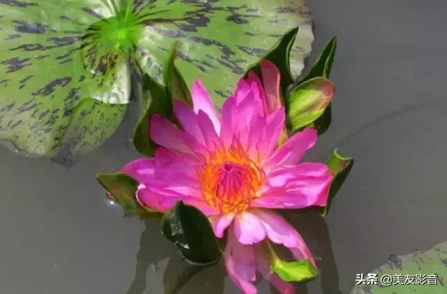 江南可采莲莲叶何田田全诗讲解,有关莲的古诗词大全