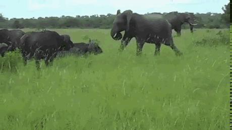 爆笑gif动图,大哥的搞笑gif