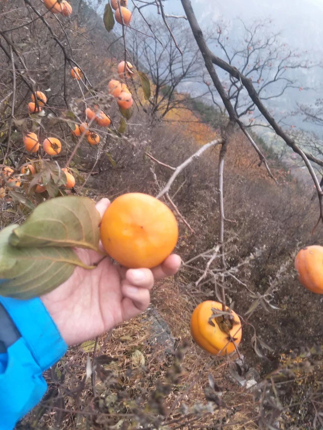 房山南北梯摘柿子,冬天去清凉山摘柿子
