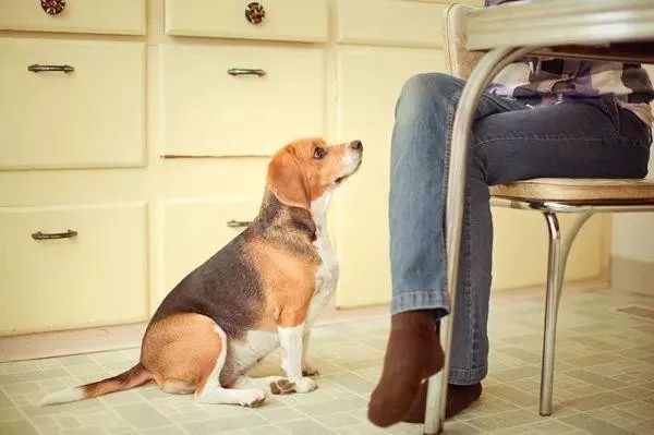 狗狗护食打一顿就好了,狗狗突然对着主人护食