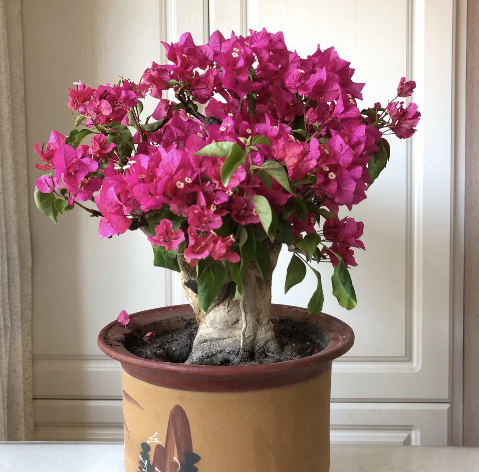 四种便宜又好养的花卉,一年四季最好养的盆景花