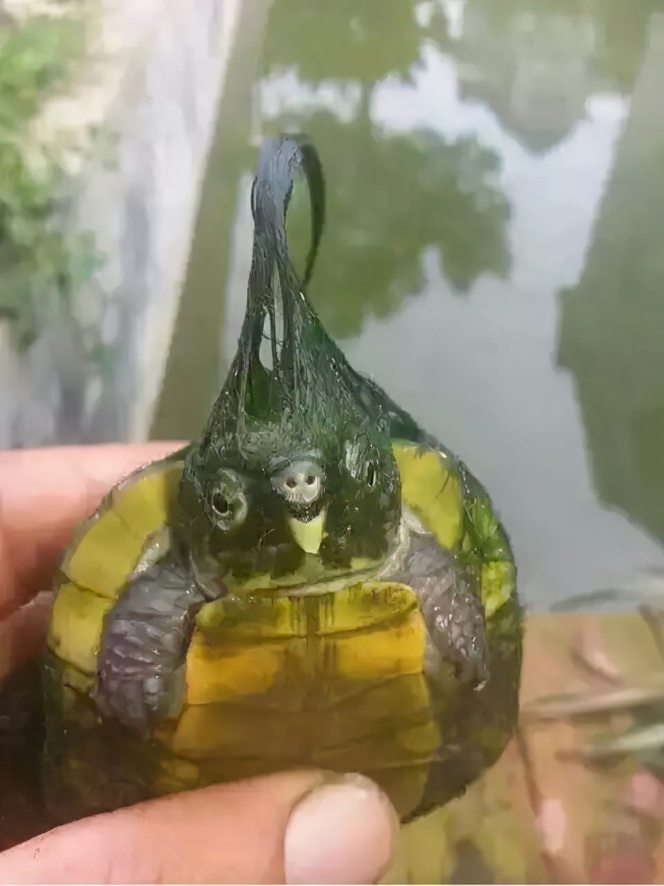 绿毛龟是蕲龟吗,绿毛龟是一种物种吗