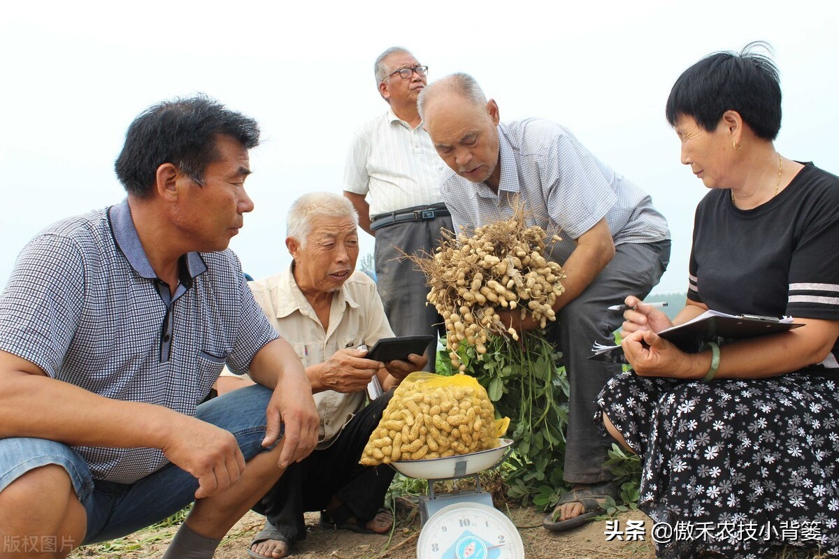 花生带壳播种比剥壳播种，真的更省工、省肥、病害少、产量高吗？