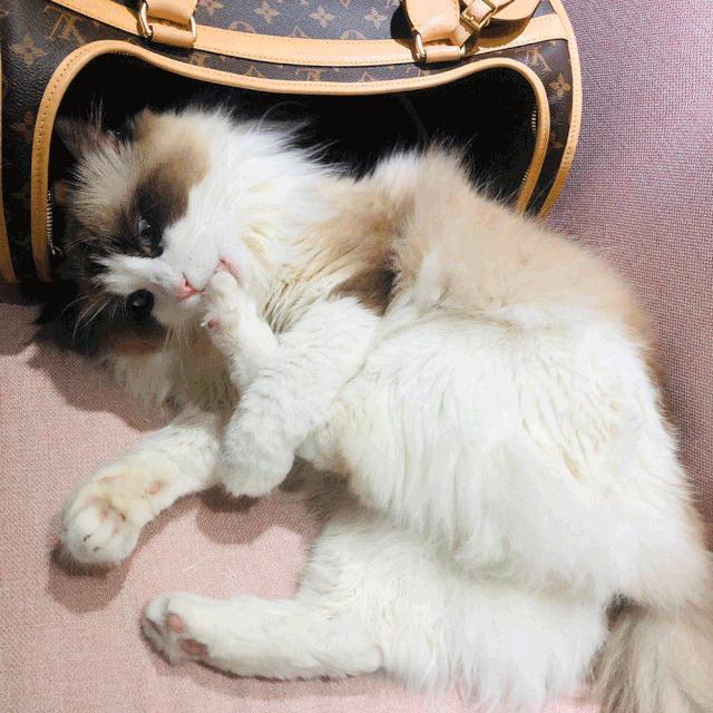 大家的包包和宠物,都太可爱了!