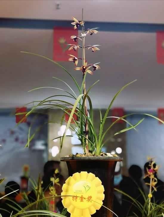 贵州蕙兰顶级花,贵州蕙兰珍稀品种