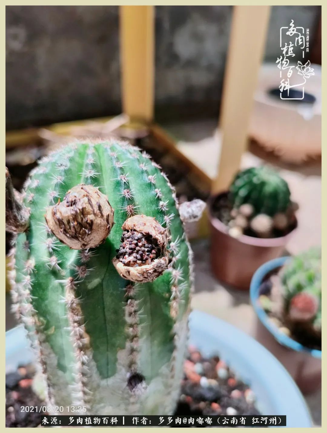 这个春天我们一起去赏花,这个季节我们一起去看花