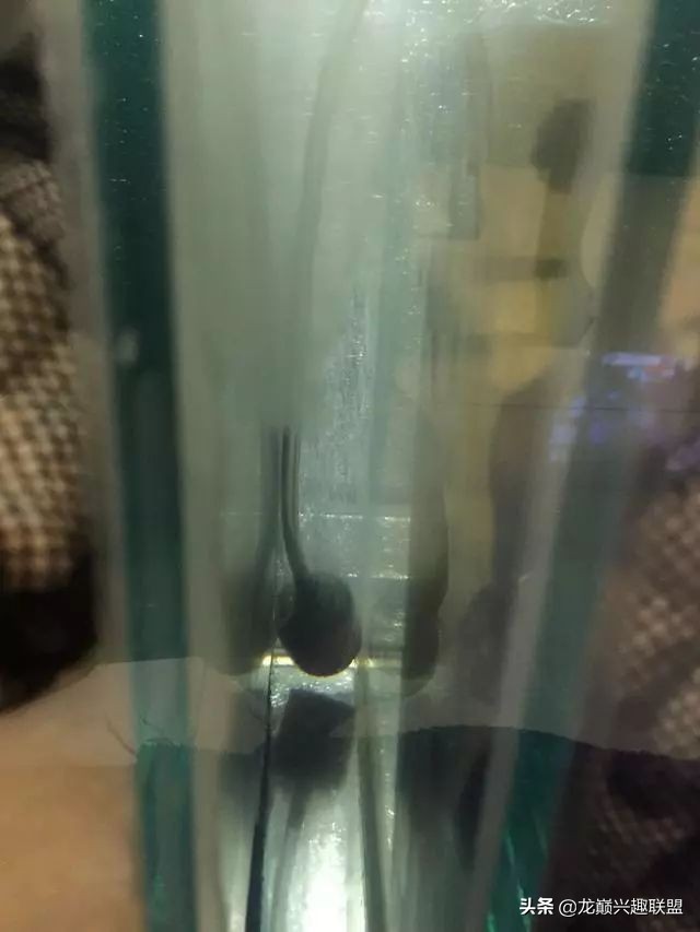 垃圾桶旁边的四方鱼缸，捡回去养了一缸金鱼，别说还挺不错