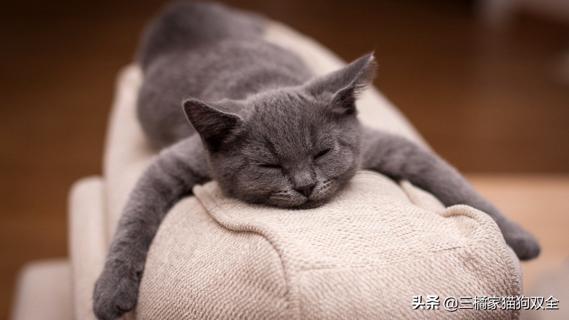 猫咪便秘是为什么,猫咪便秘以后便血怎么回事
