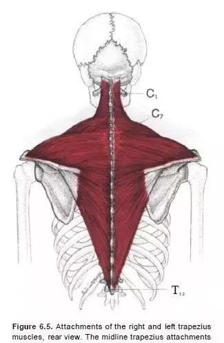 偏头痛的部位是哪里,偏头痛的原始痛点