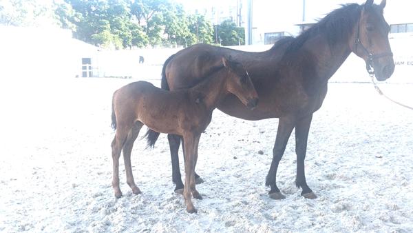 深圳海边骑马地点推荐,深圳骑马最佳地点