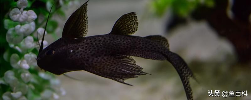 如何去除粘液鱼身上的粘液,鱼身上的粘液怎么来的