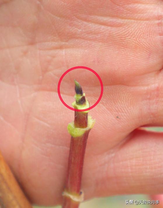 地栽绣球冬剪,两广地区绣球冬剪