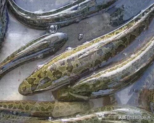 全国黑鱼养殖基地,黑鱼养殖大棚建造