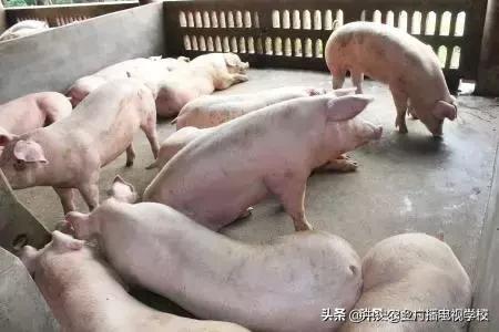 养殖技术猪病治疗,养殖猪病用什么药