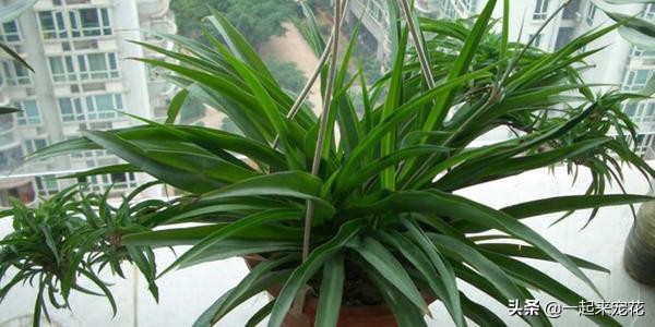 吊兰花浇什么水长得最快,浇什么让吊兰长的快又好看