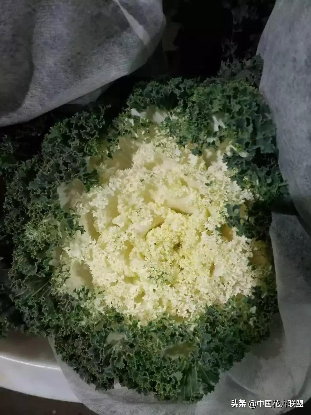 春天花市有哪些花材,便宜又大把的花材有哪些