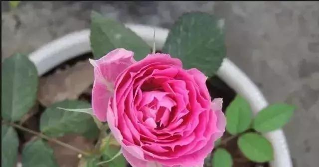 4000种不一样的玫瑰品种大全,100种玫瑰品种图鉴大全