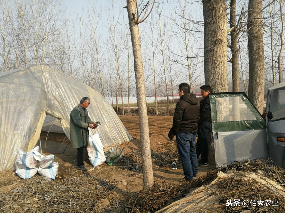 无公害韭菜灭蛆方法,韭菜有蛆用什么农药最有效