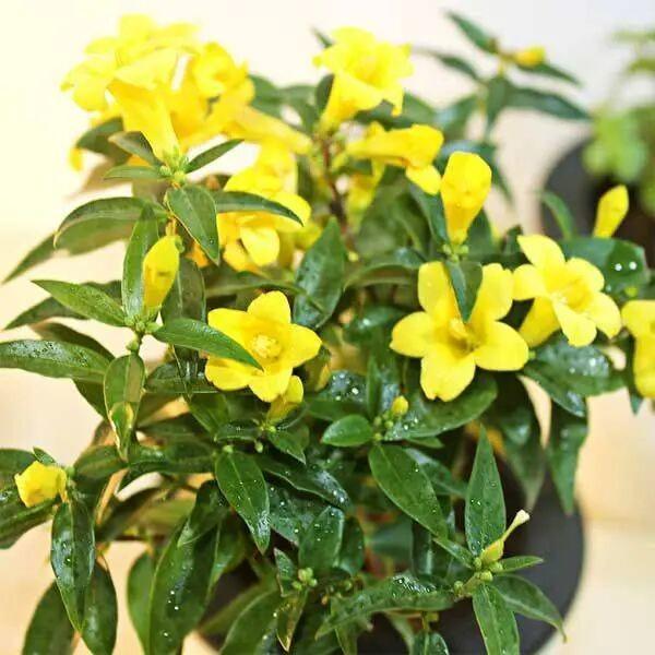 冬天茉莉能移盆吗,适合冬天养的花四季茉莉