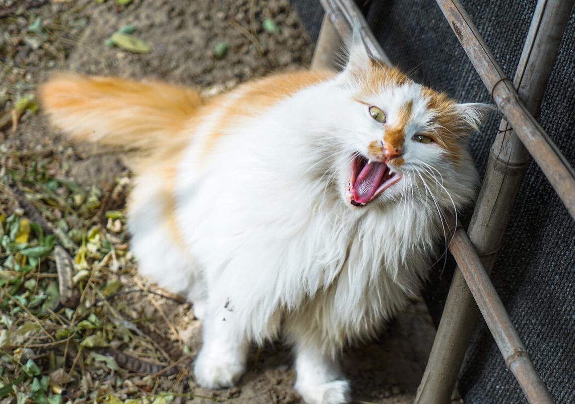 公猫脾气暴躁老是咬人怎么回事,猫咪晚上突然变得暴躁咬人