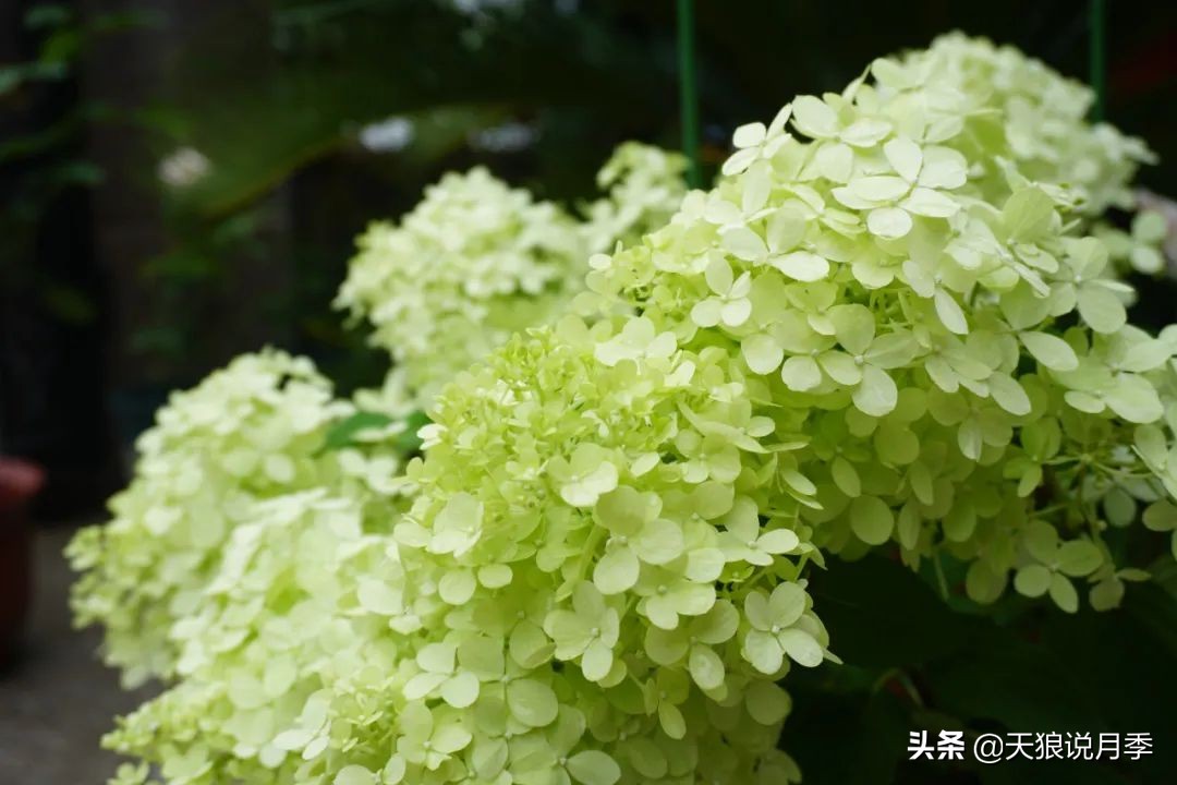 不用再羡慕别人家的院子,庭院养护全攻略