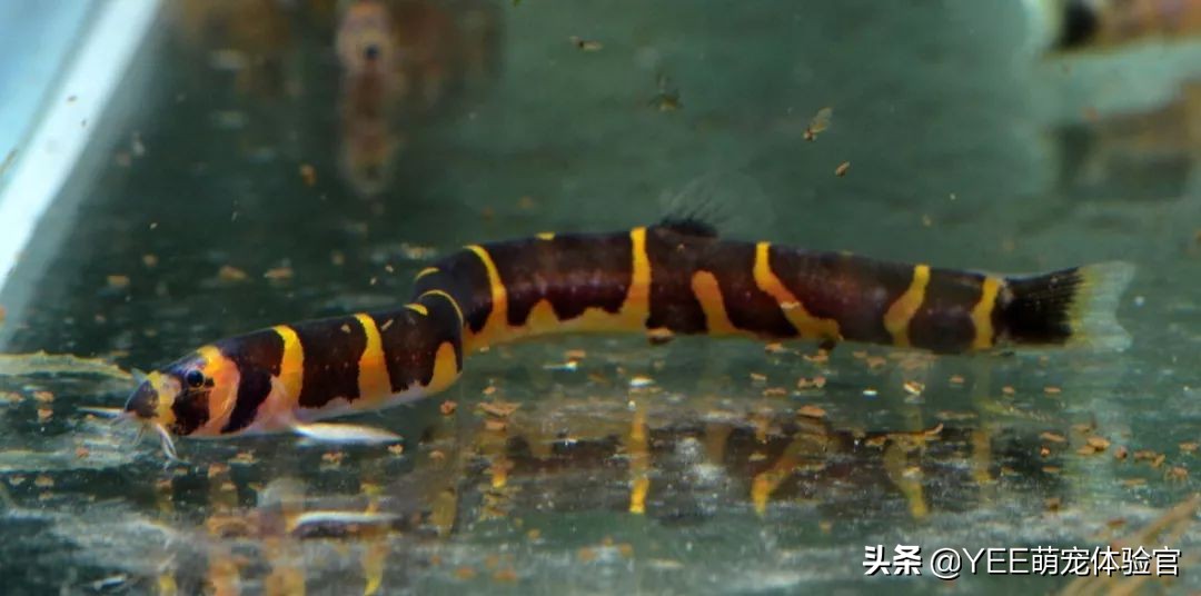 超便宜还很好养的小鱼 (便宜又好养的小鱼)