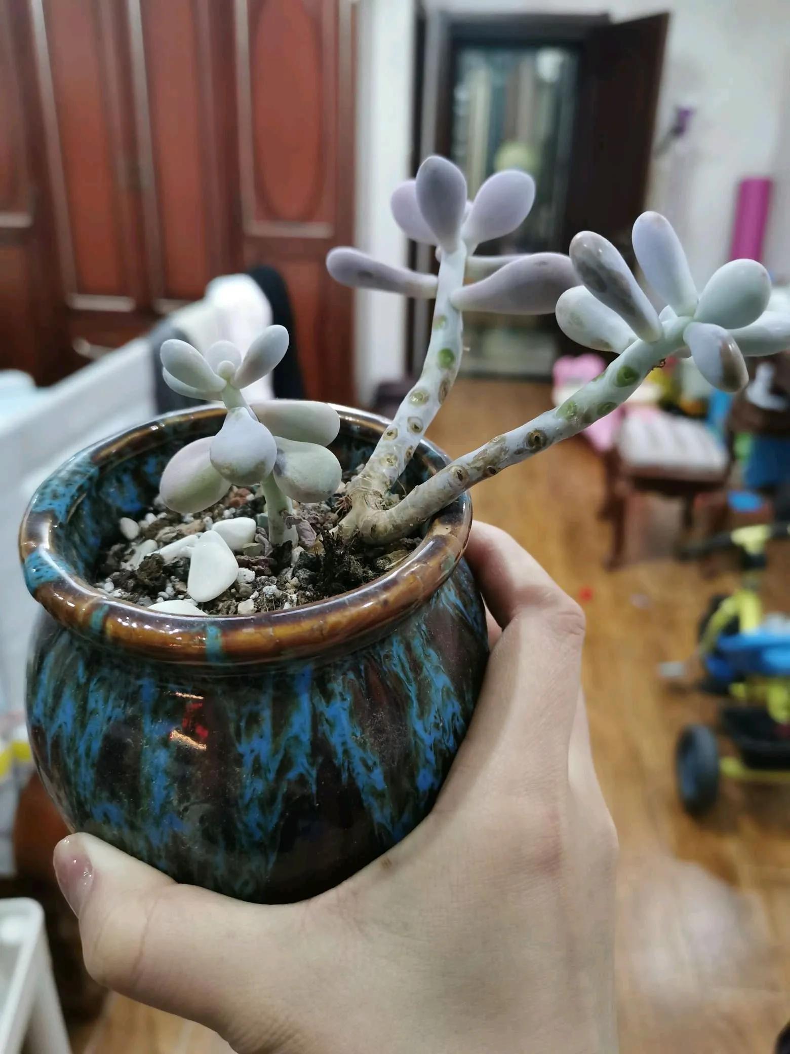 桃蛋徒长了还能恢复吗,桃蛋徒长叶片间距大怎么办