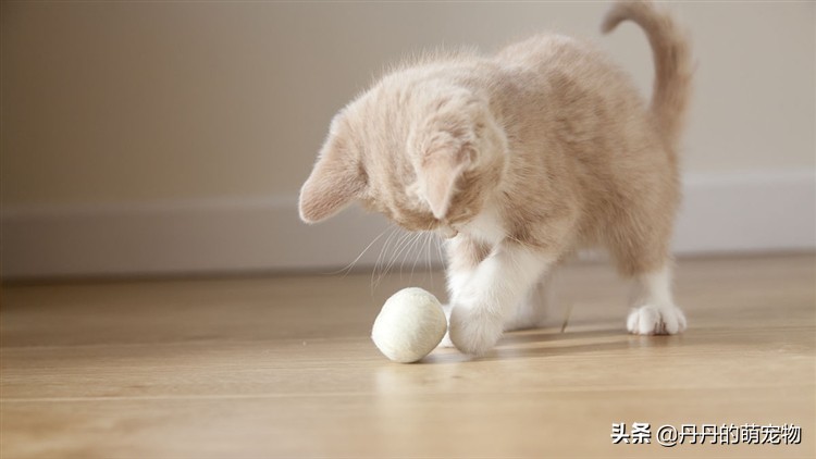 猫咪无法拒绝的三件事,猫咪最难以抗拒的东西