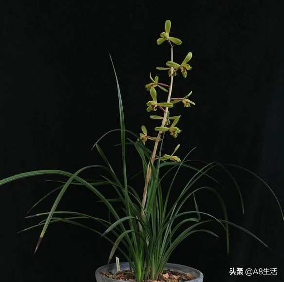 长寿梅蕙兰怎么种植,蕙兰老八种兰花哪一种最好