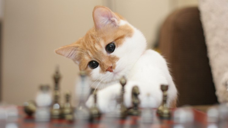 猫咪不吃东西怎么办最有效,猫咪不吃东西越来越瘦怎么办