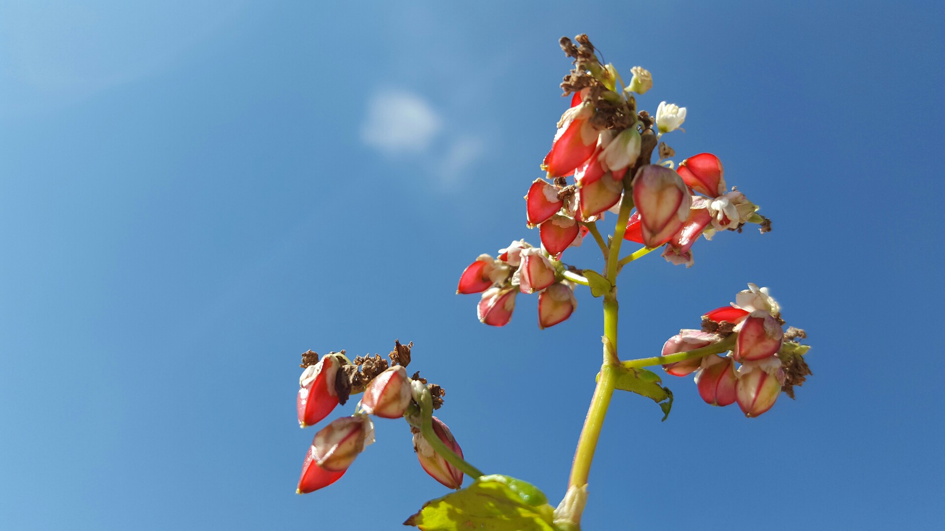 荞麦与荞麦花,荞麦花和荞麦粒