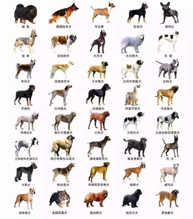 烈性犬伤人后怎么处理,如何避免烈性犬伤人事件呢