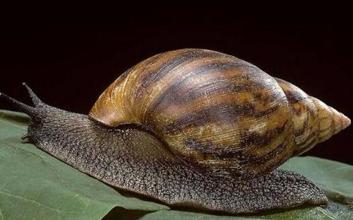 在美国泛滥成灾的非洲大蜗牛，吃货们对它们也无从下手